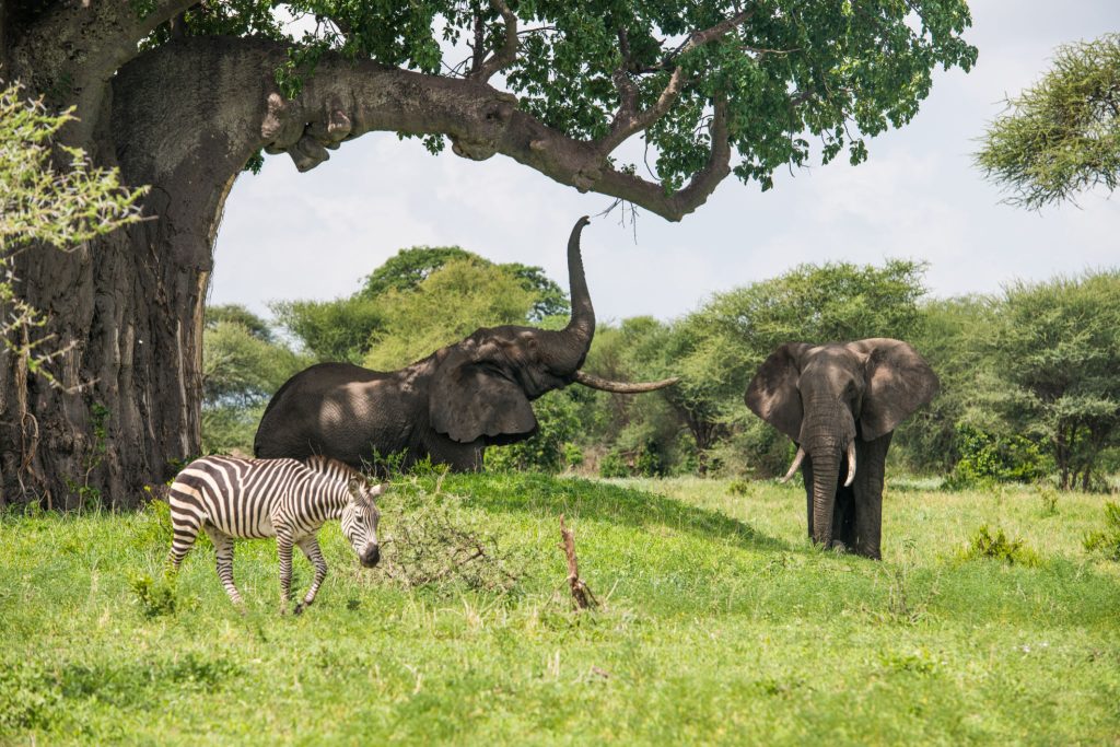 tarangire-national-park