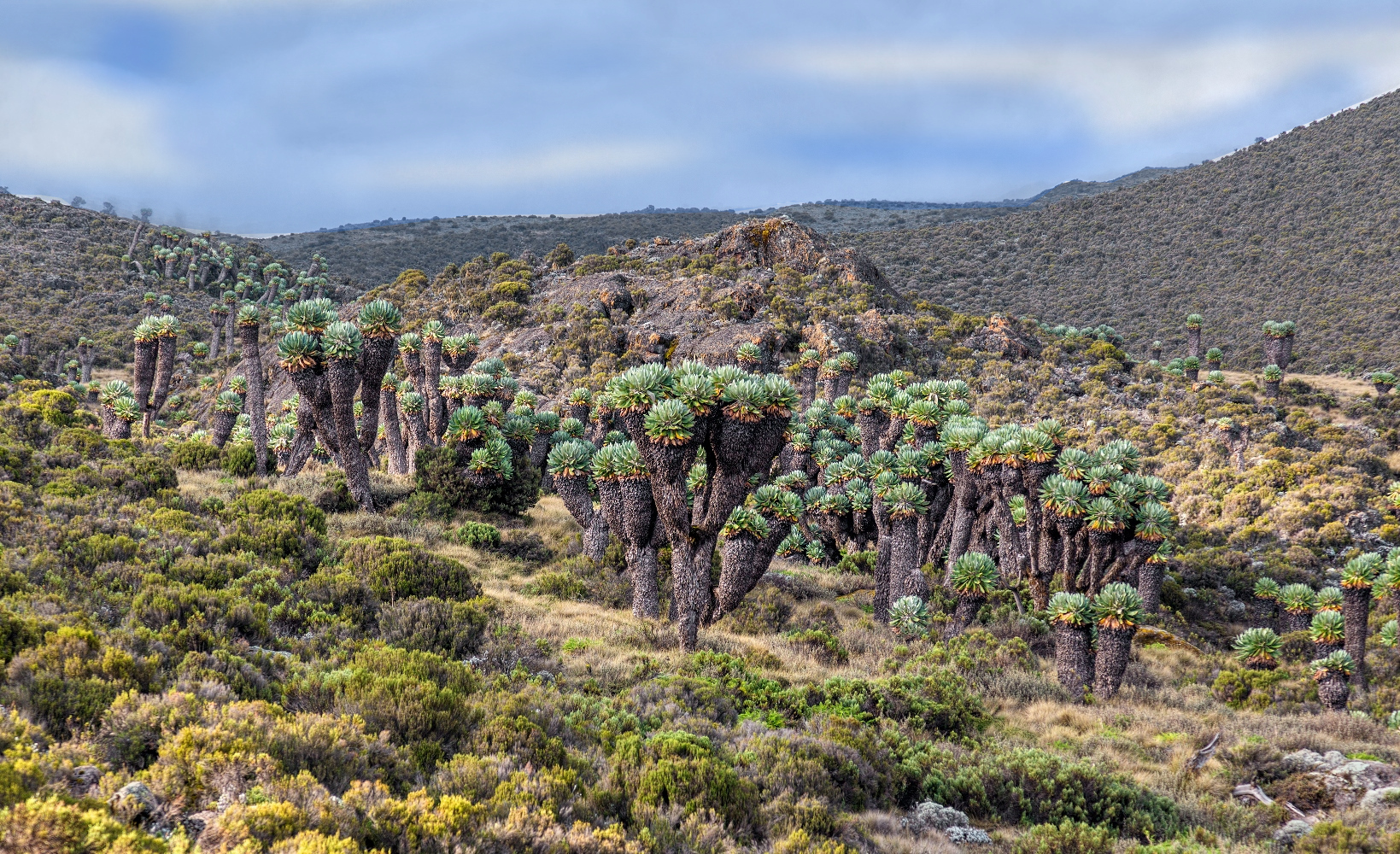 lemosho-route-kilimanjaro