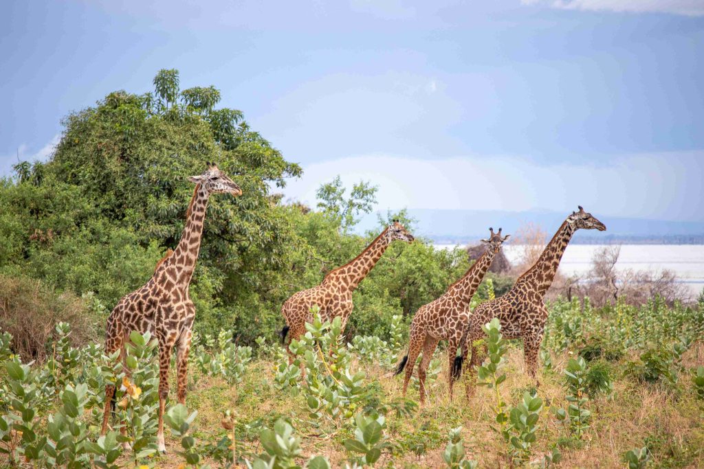 Tanzania Luxury Safari Vacation